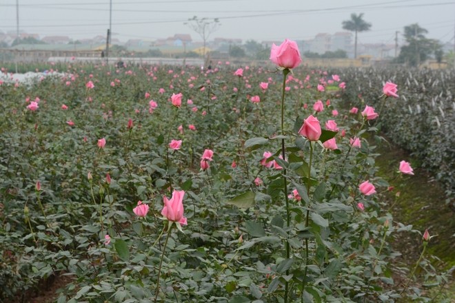 Tay Tuu flower village on the days before Tet - ảnh 3